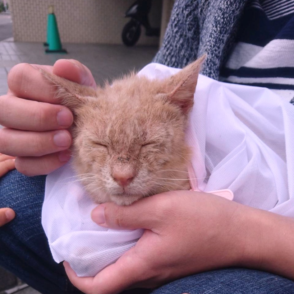 kukuno-cotta すなお