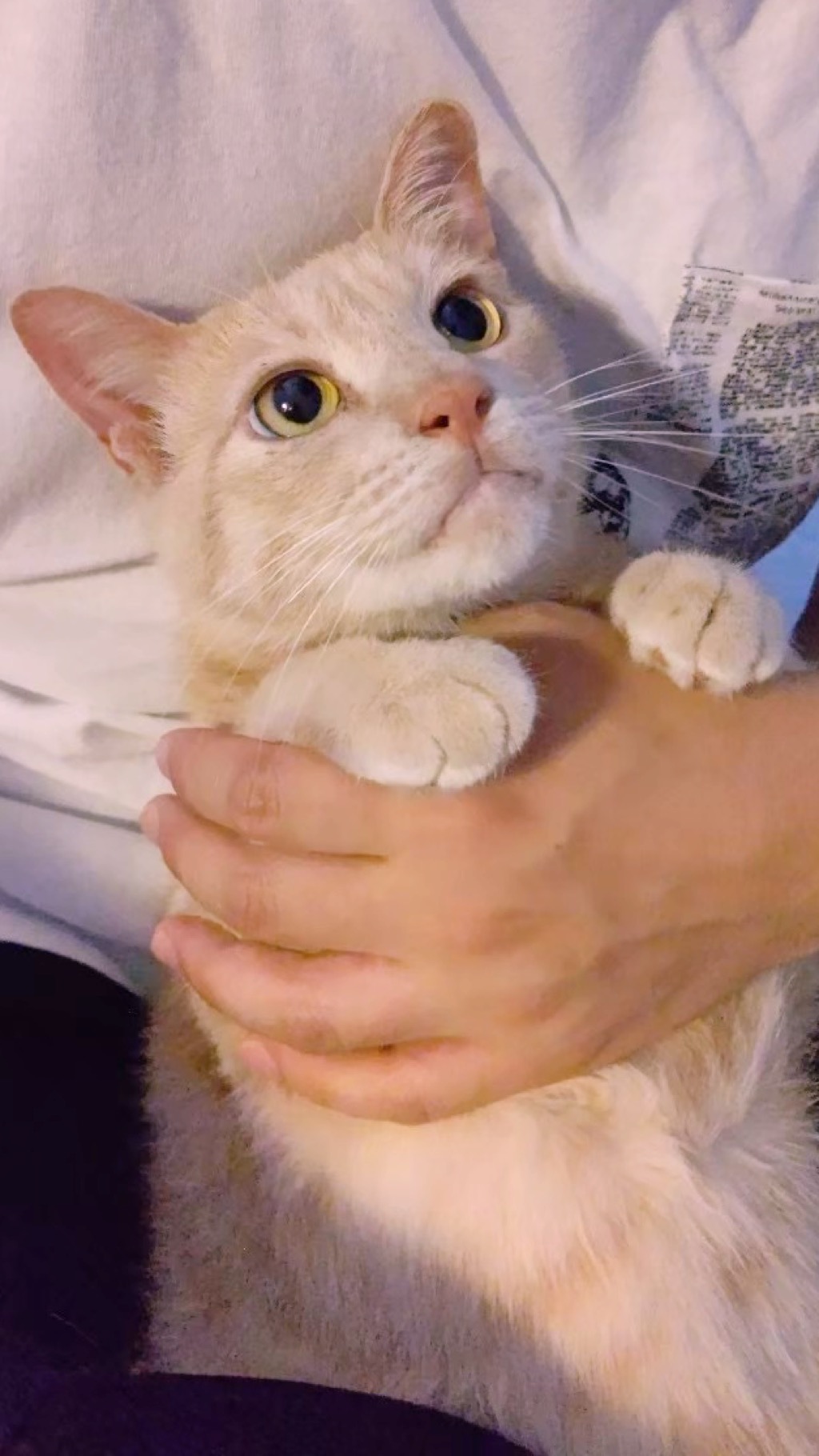 kukuno-cotta すなお