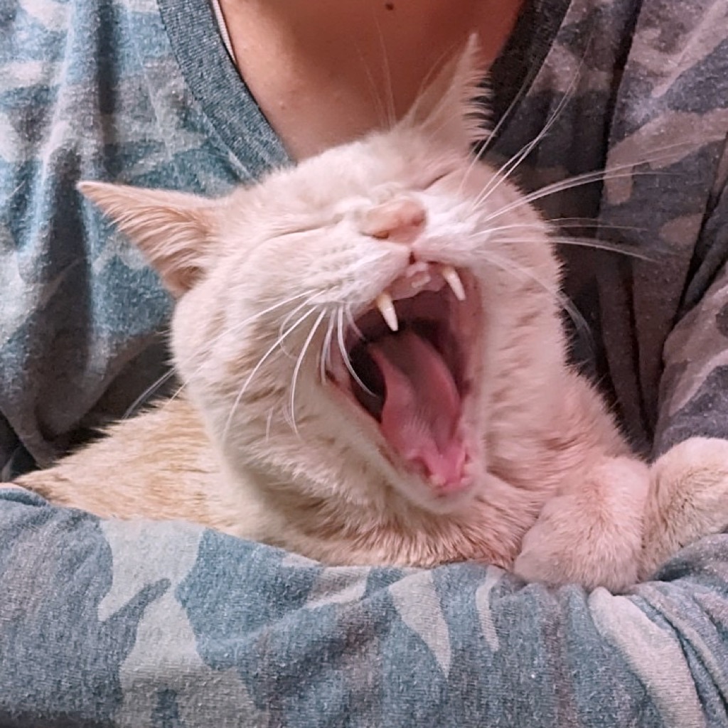 kukuno-cotta すなお